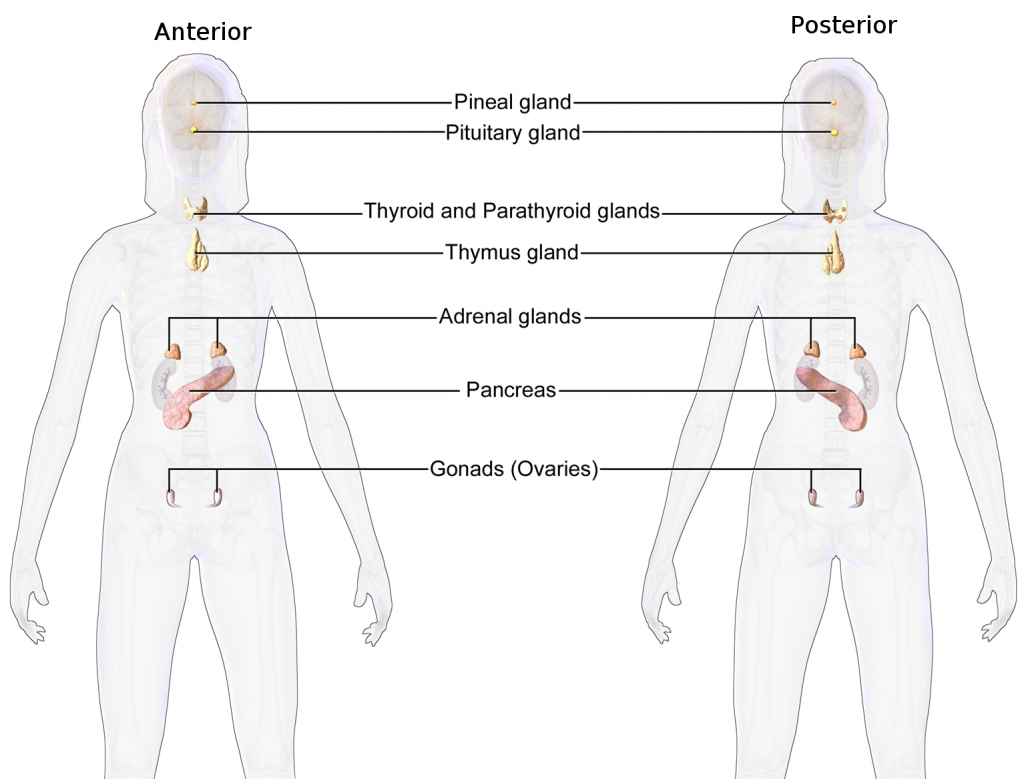 Holistic Endocrinology