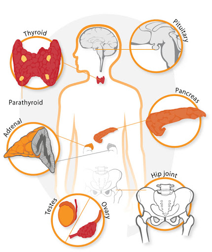 Holistic Endocrinology