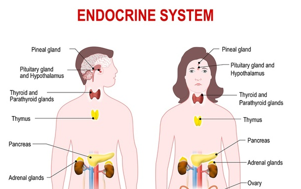 Holistic Endocrinology - Effective and safe treatment for endocrine disorders