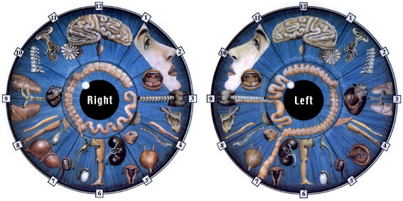 Iridology - Iris Diagnostic - essential part of holistic evaluation