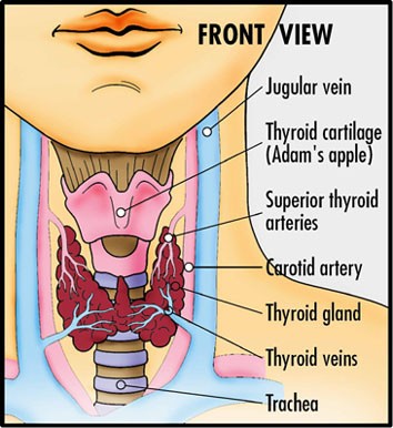 Natural treatment for Hypothyroidism and Hashimoto's Disease