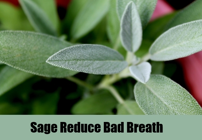 Refresh your breath with Sage