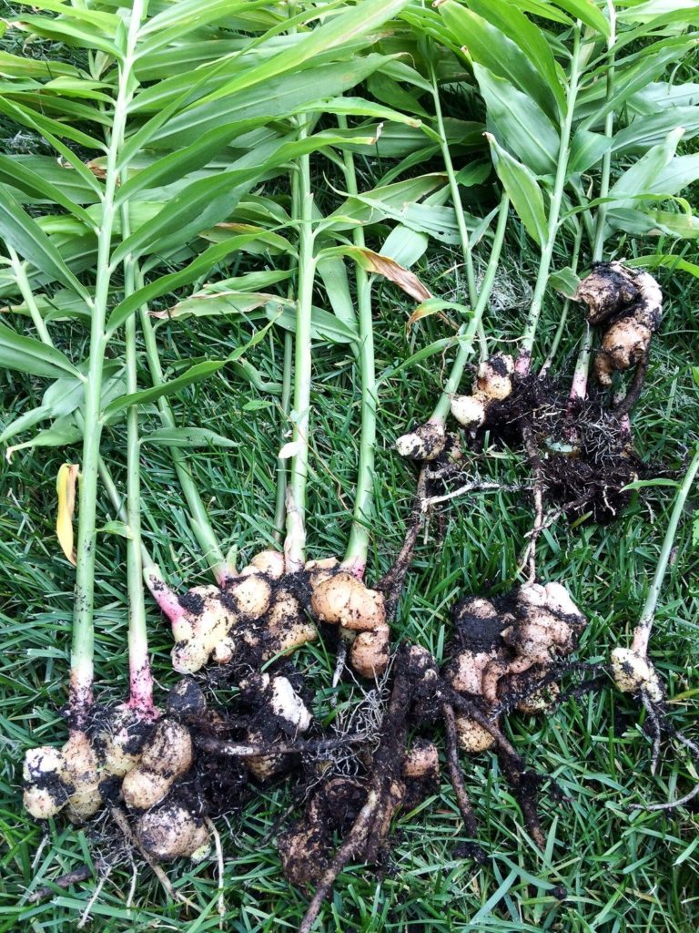 Kava root for temporomandibular disorder