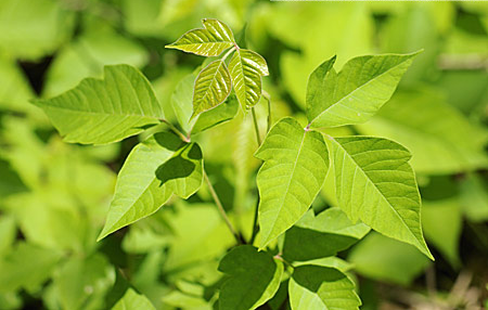 Rhus Toxicodendron for temporomandibular disorder