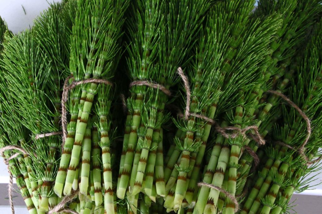 Horsetail juice for kidney stones