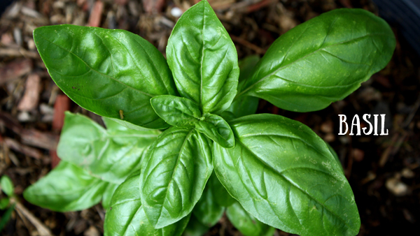 Basil Juice