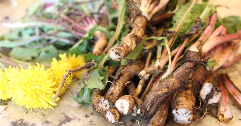 Dandelion root juice