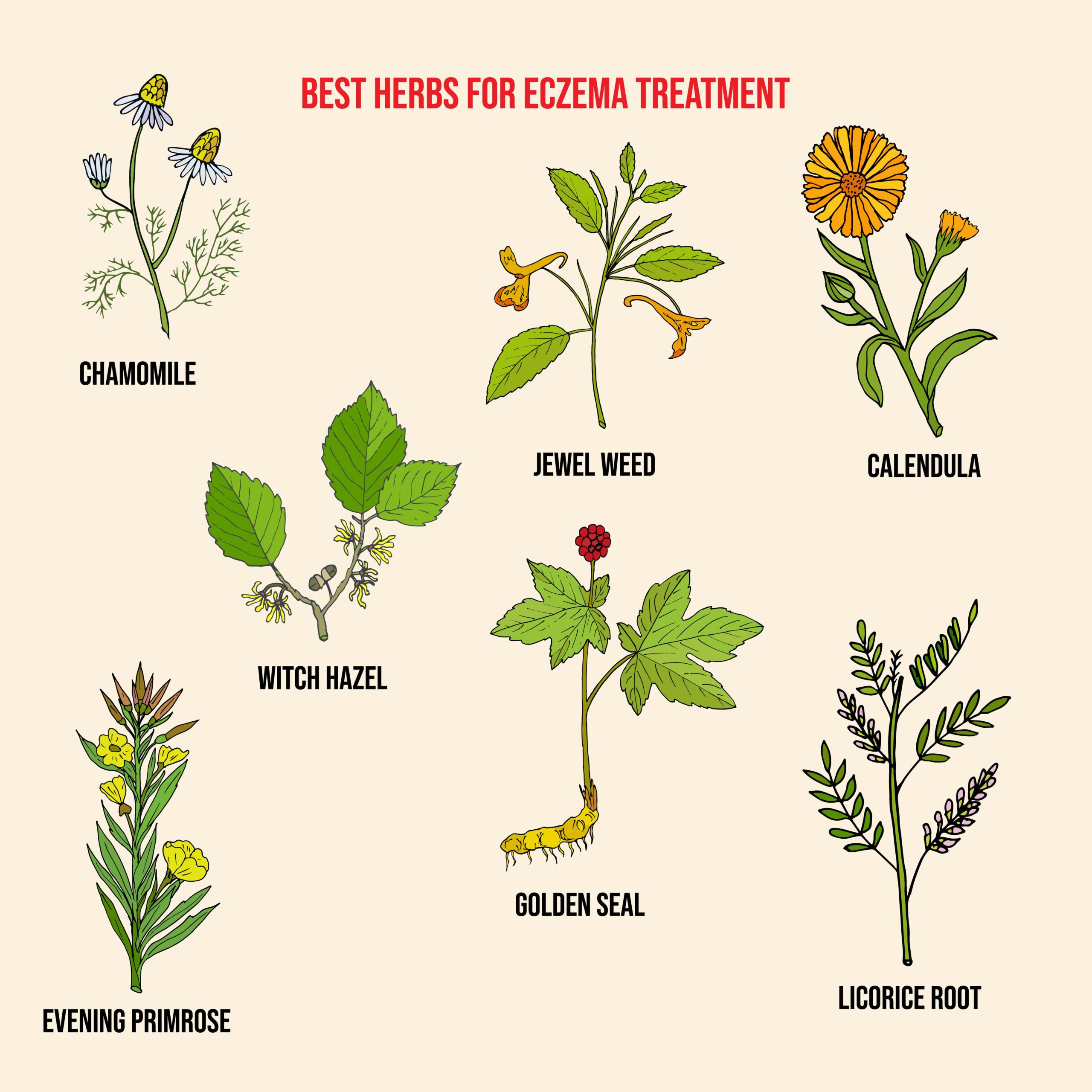 Eczema Herbs Philadelphia Holistic Clinic eczema-herbs-philadelphia-holistic-clinic