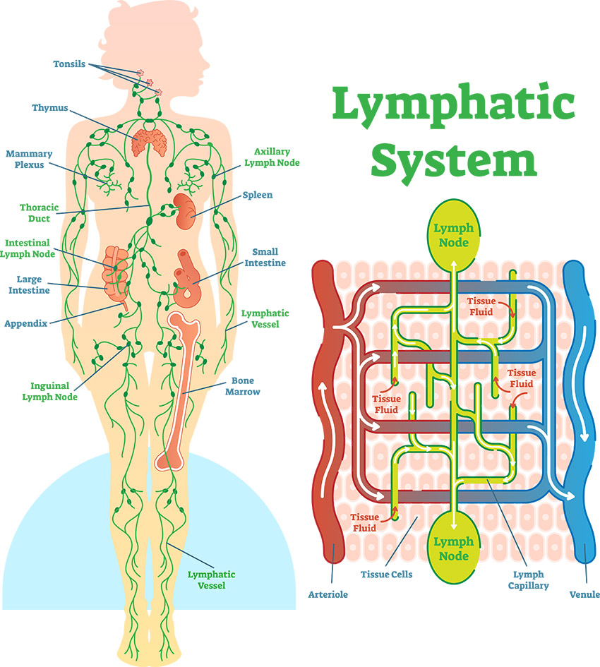 Lymphatic Drainage