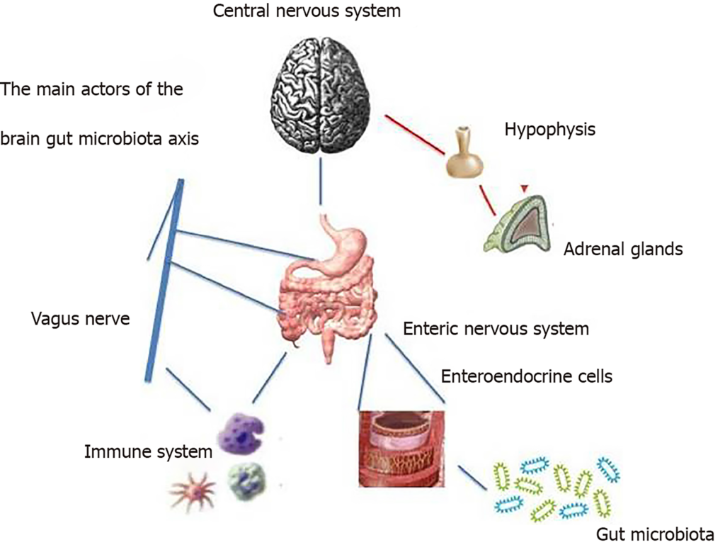 Gut Brain Axis aka GAB