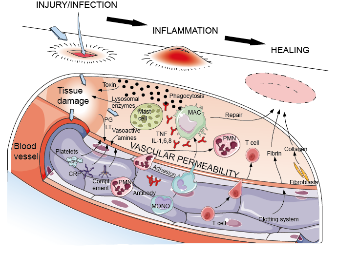 10-foods-than-cause-inflammation-10-foods-to-fight-inflammation