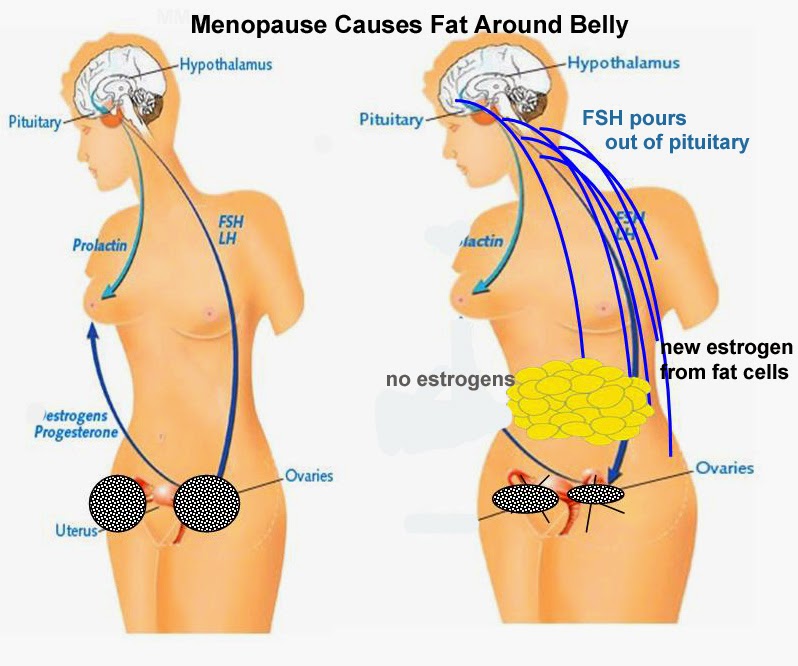 Weight Gain during menopause