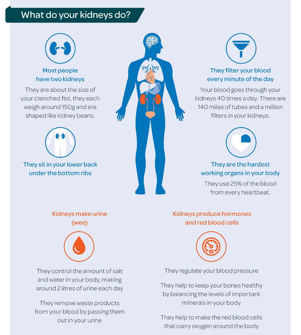 About kidneys