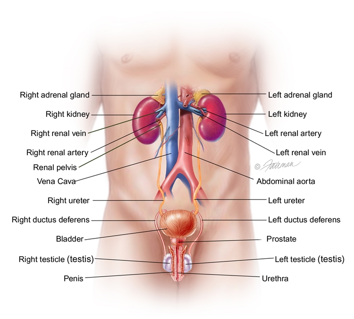 Urinary tract