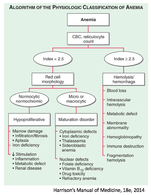 Types of anemia 