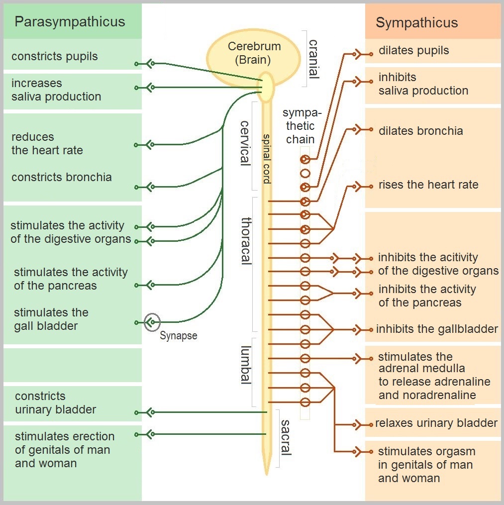 What is dysautonomia