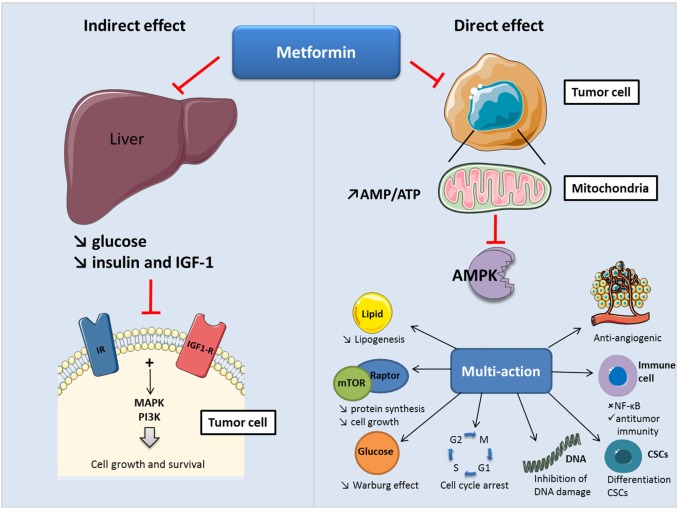Effect of Metformin