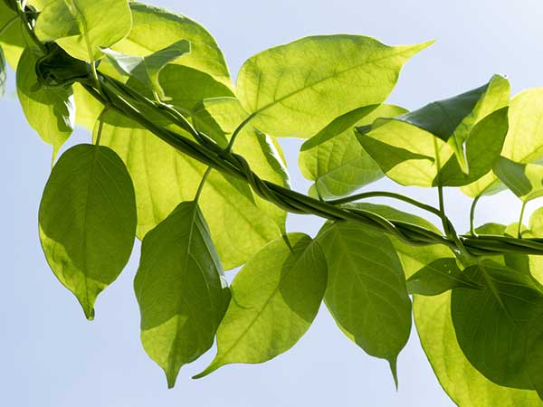 Gurmar - Ayurverda remedy for diabetes