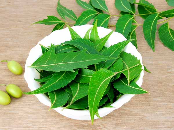 Neem Leaves - Ayurvedic remedy for diabetes