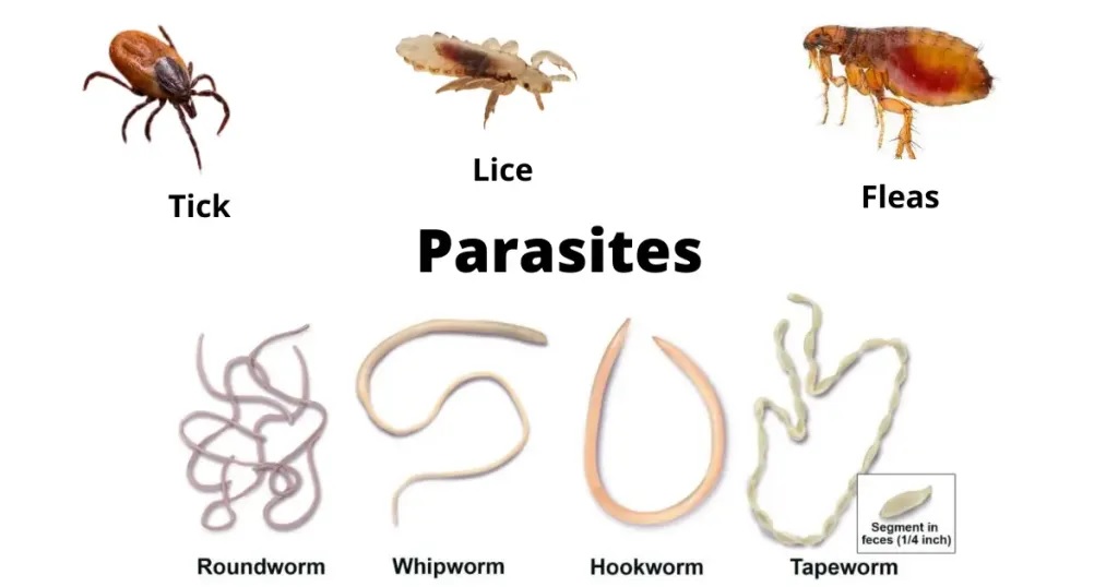 Parasites