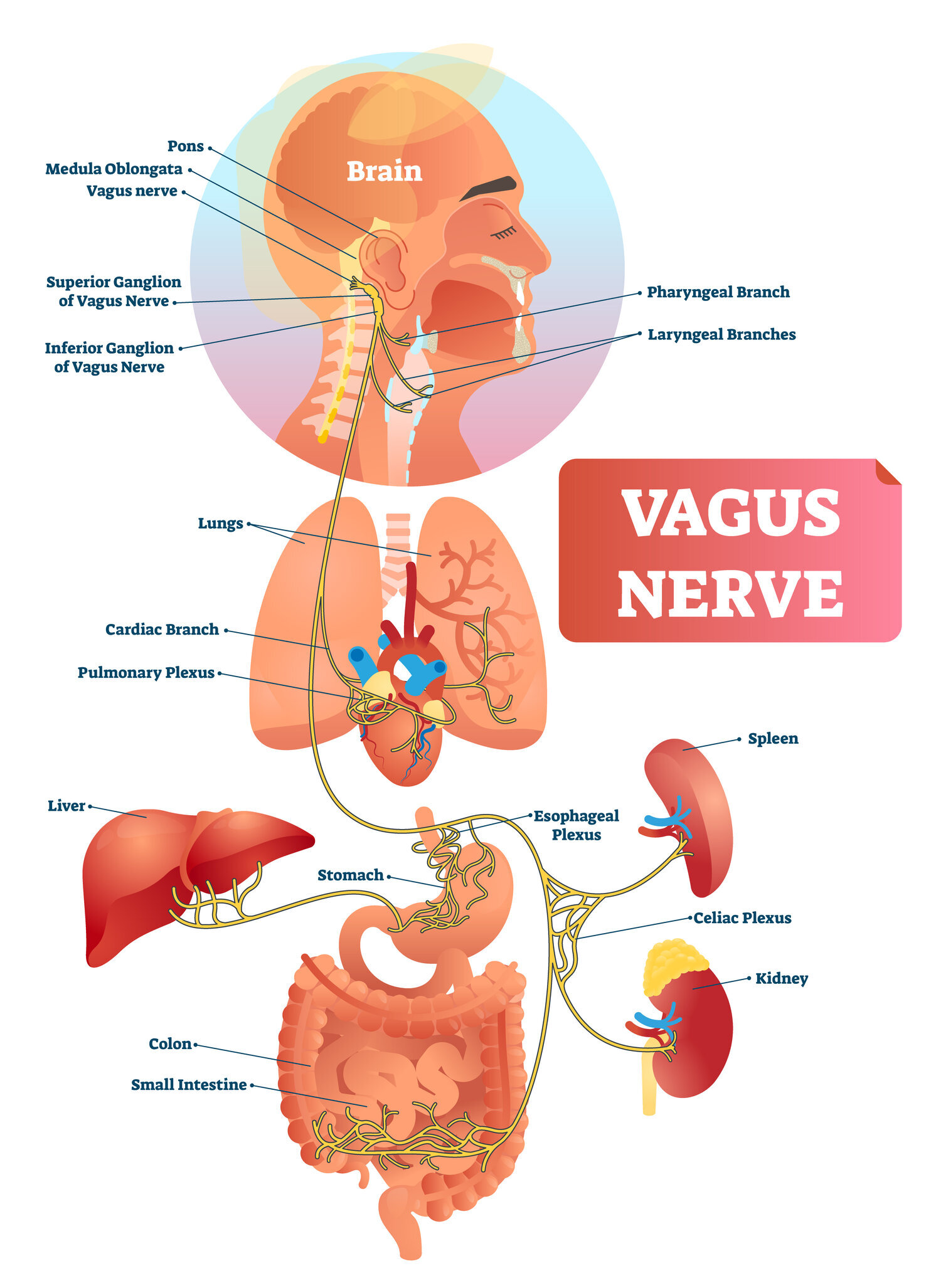 Vagus nerve 