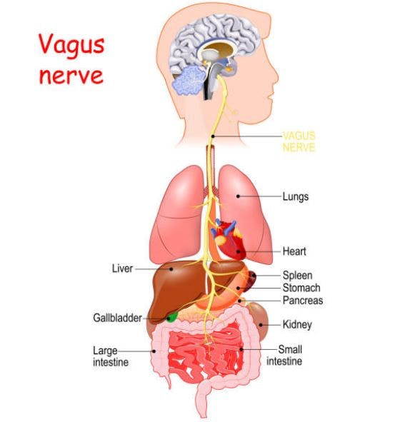 Vagus Nerve Disorders
