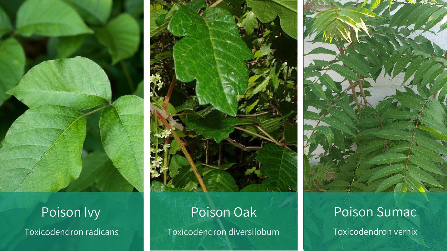 poison plants comparison